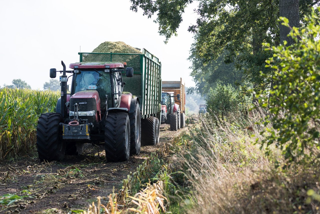 Bild 217 - Maisernte